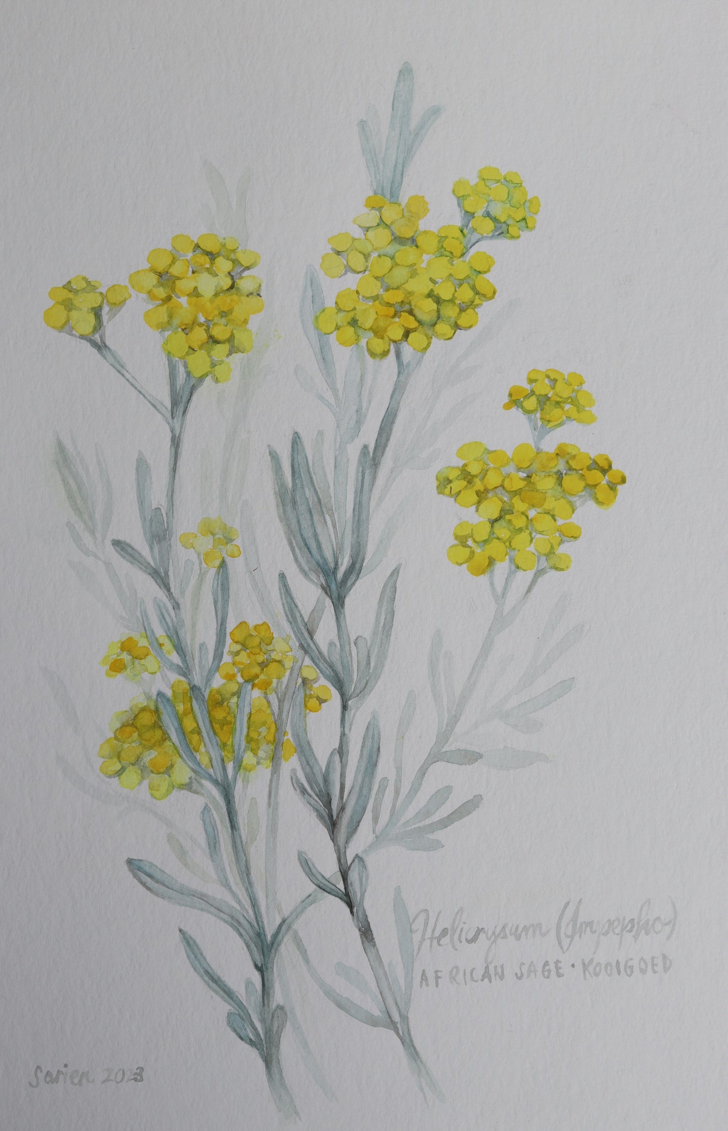 Helicrysum