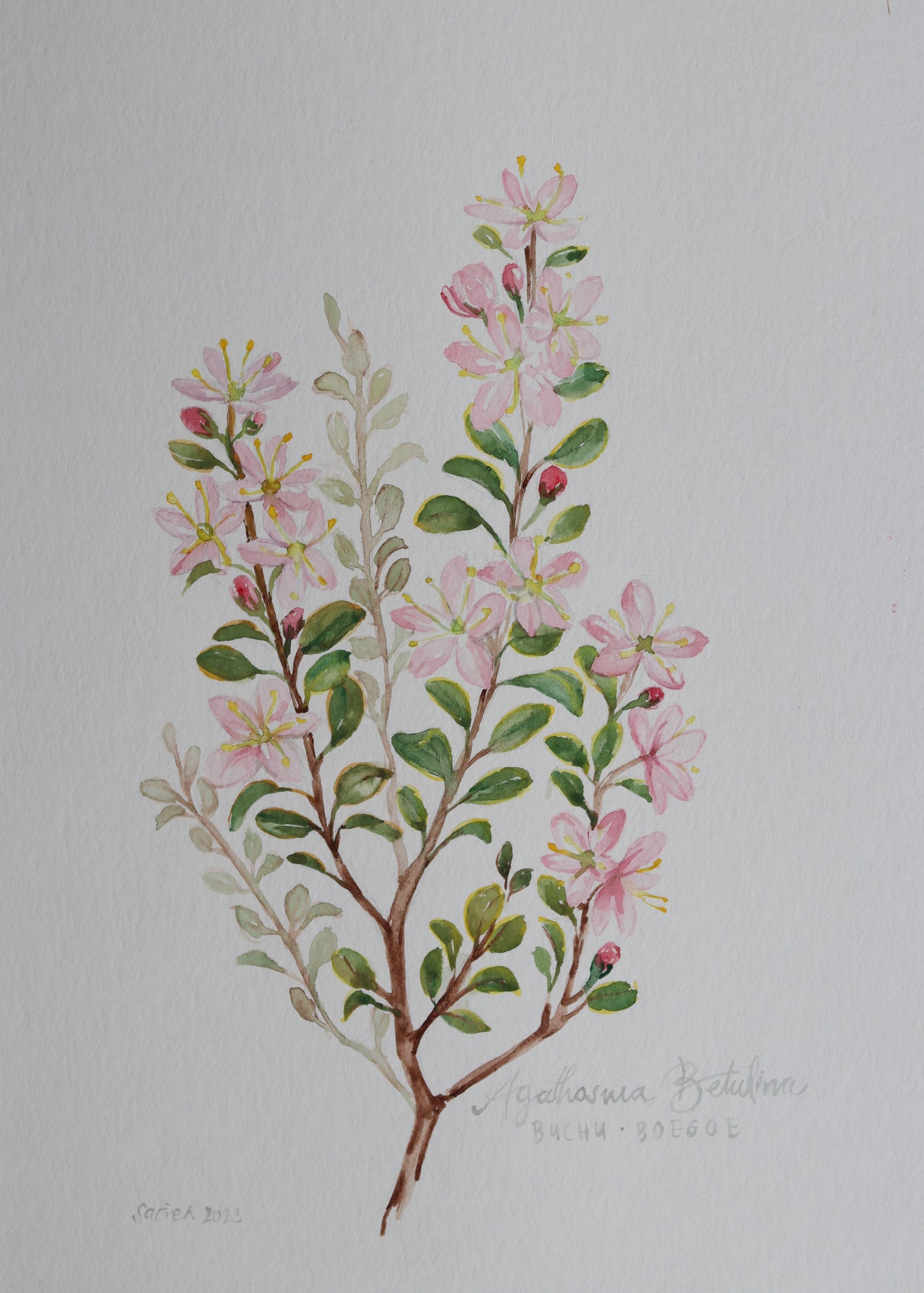 Agathosma