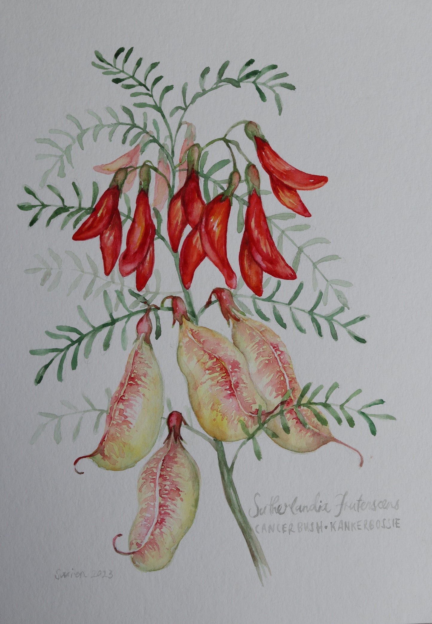 Sutherlandia Frutenscens