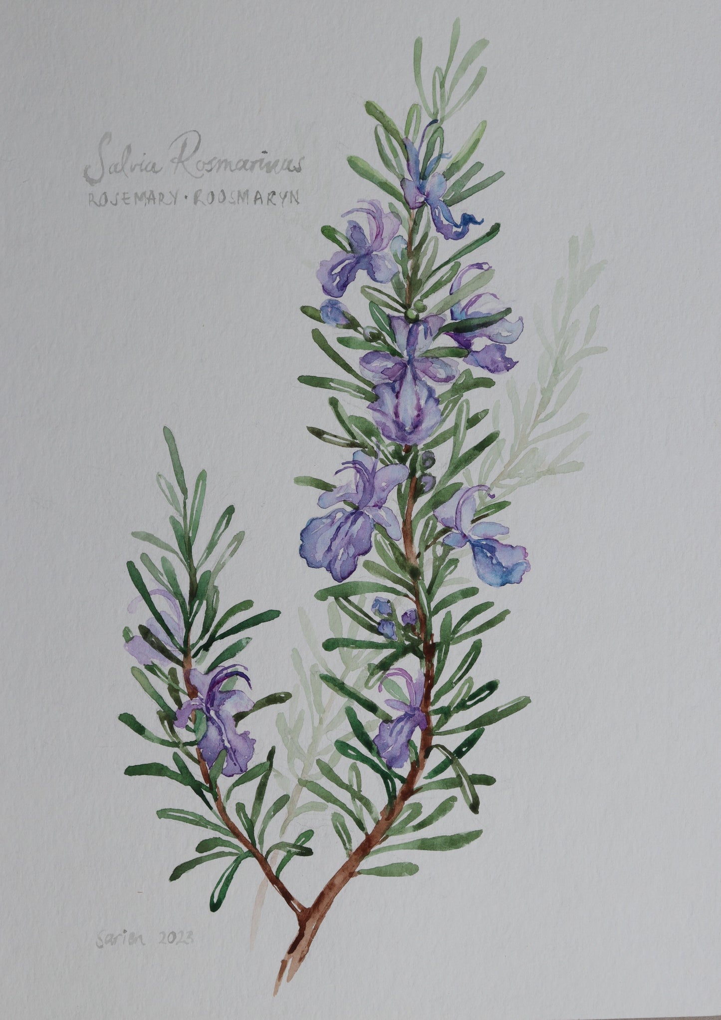 Salvia Rosmarinus