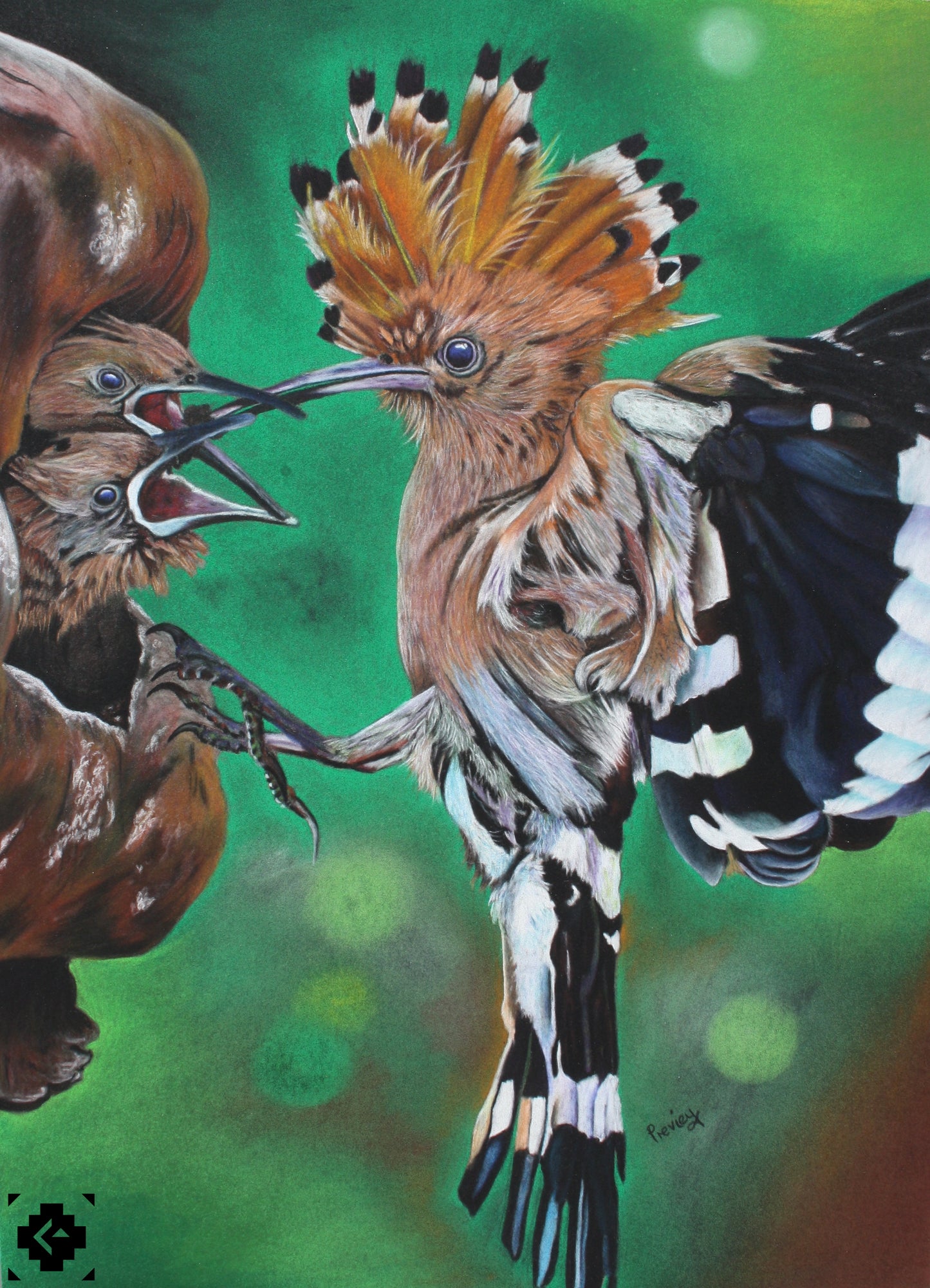 Hoopoe
