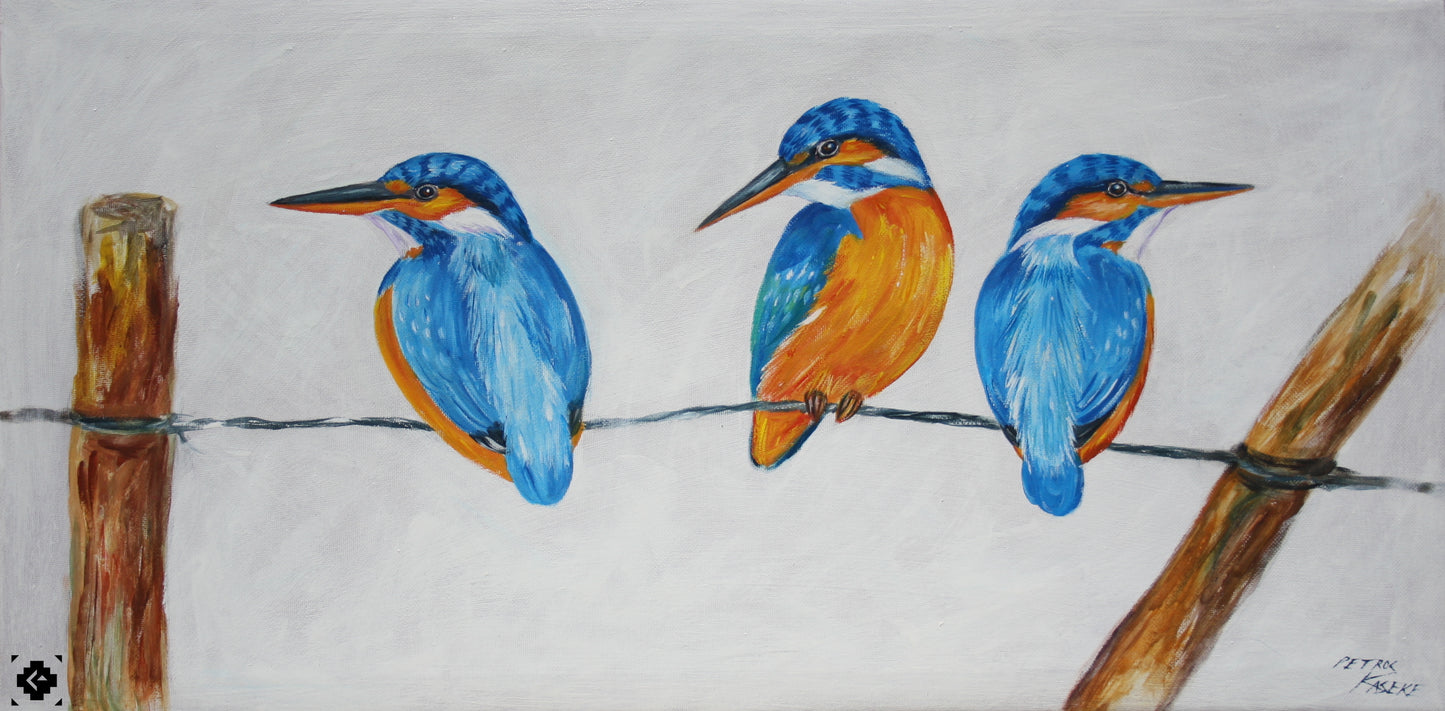 Malachite Kingfishers