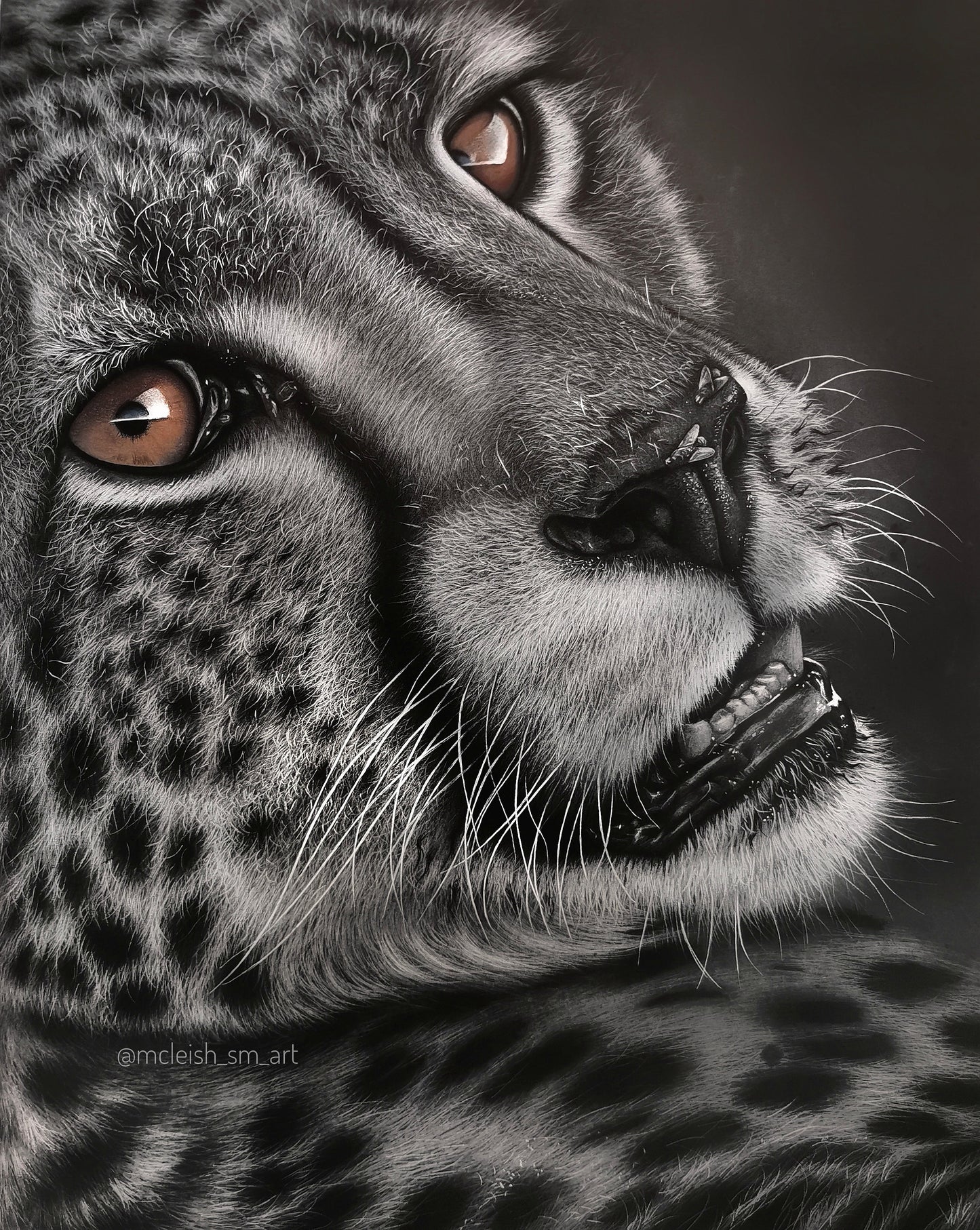 Cheetah