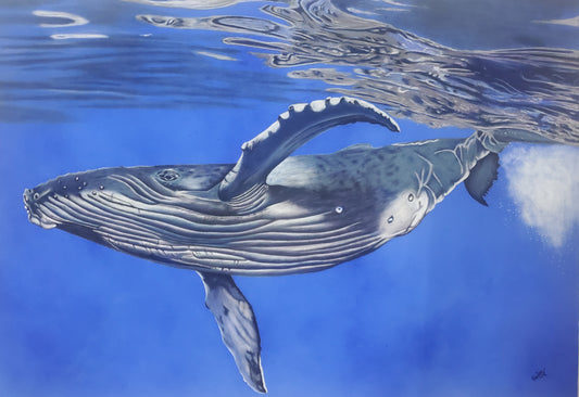 Humpback Whale