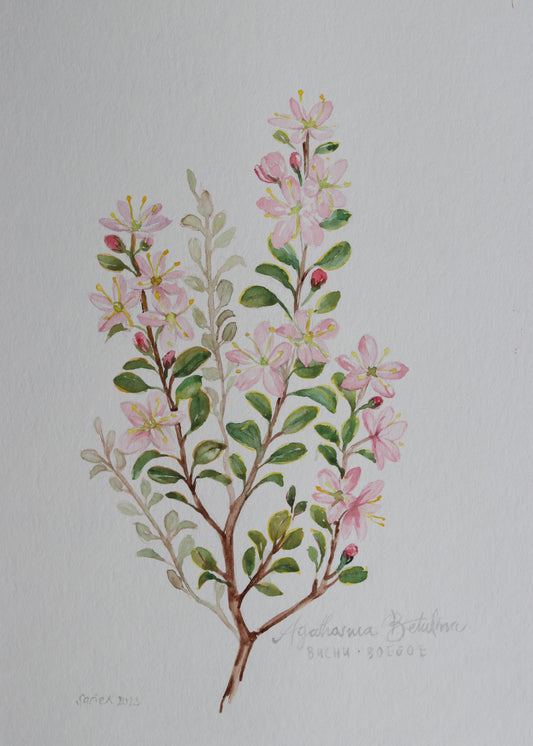 Agathosma