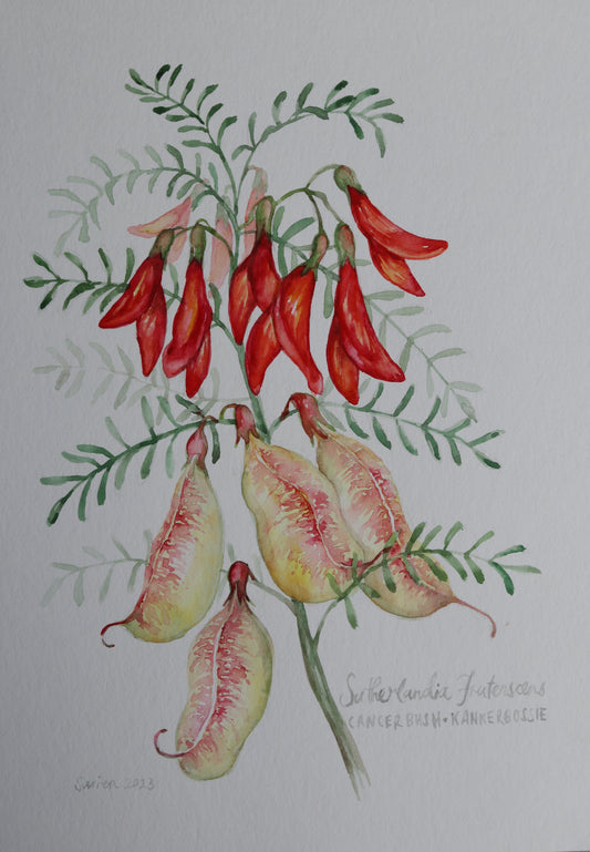 Sutherlandia Frutenscens