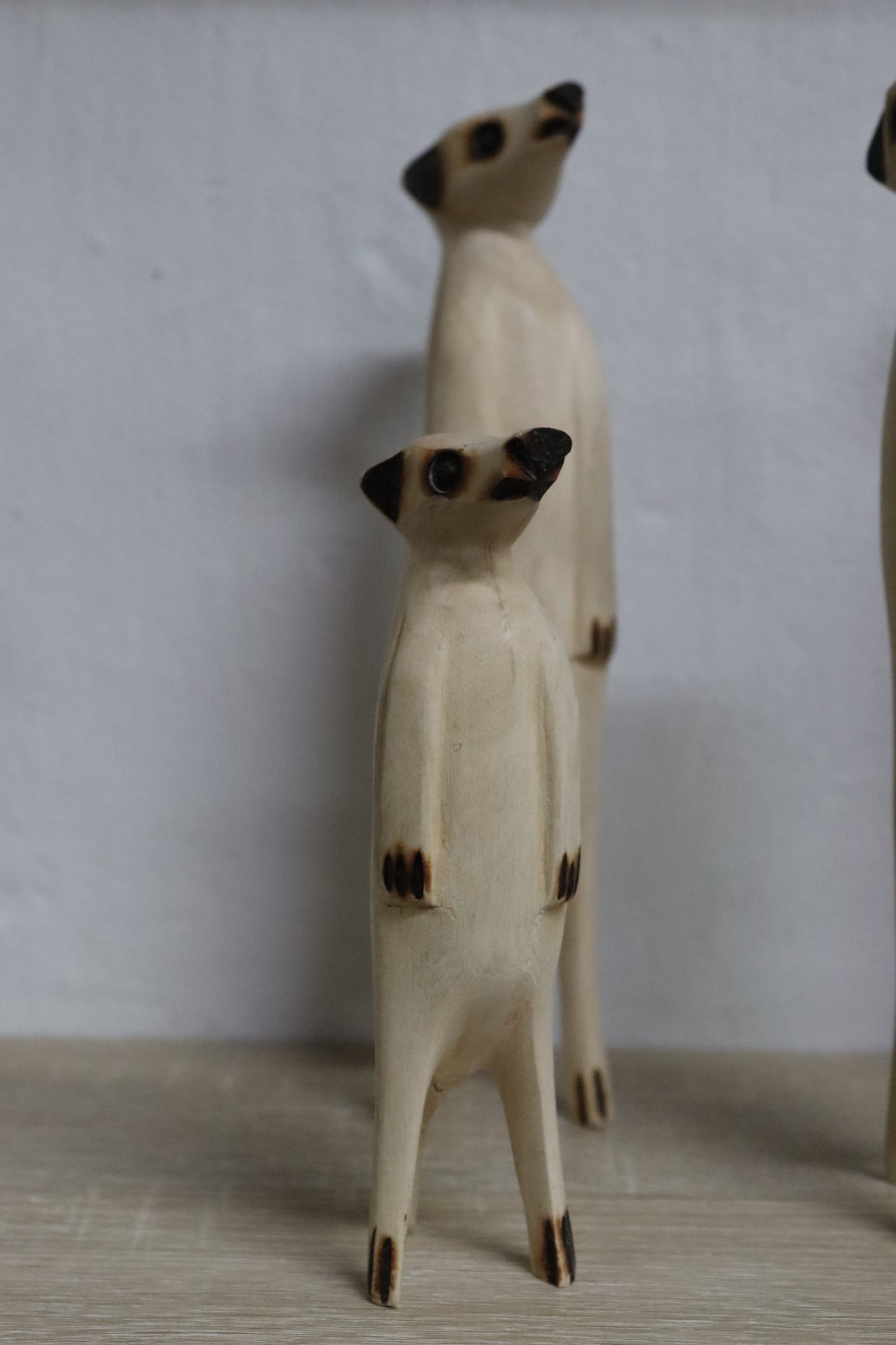 Meerkat