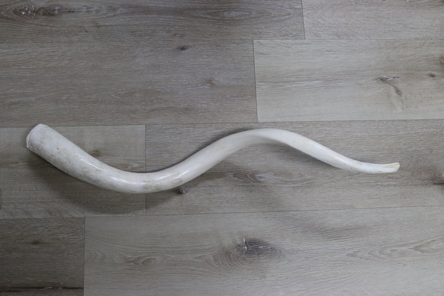 Kudu Horn