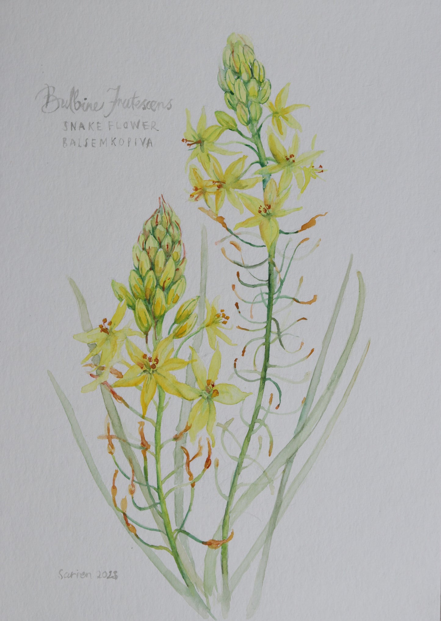 Bulbine Frutescens