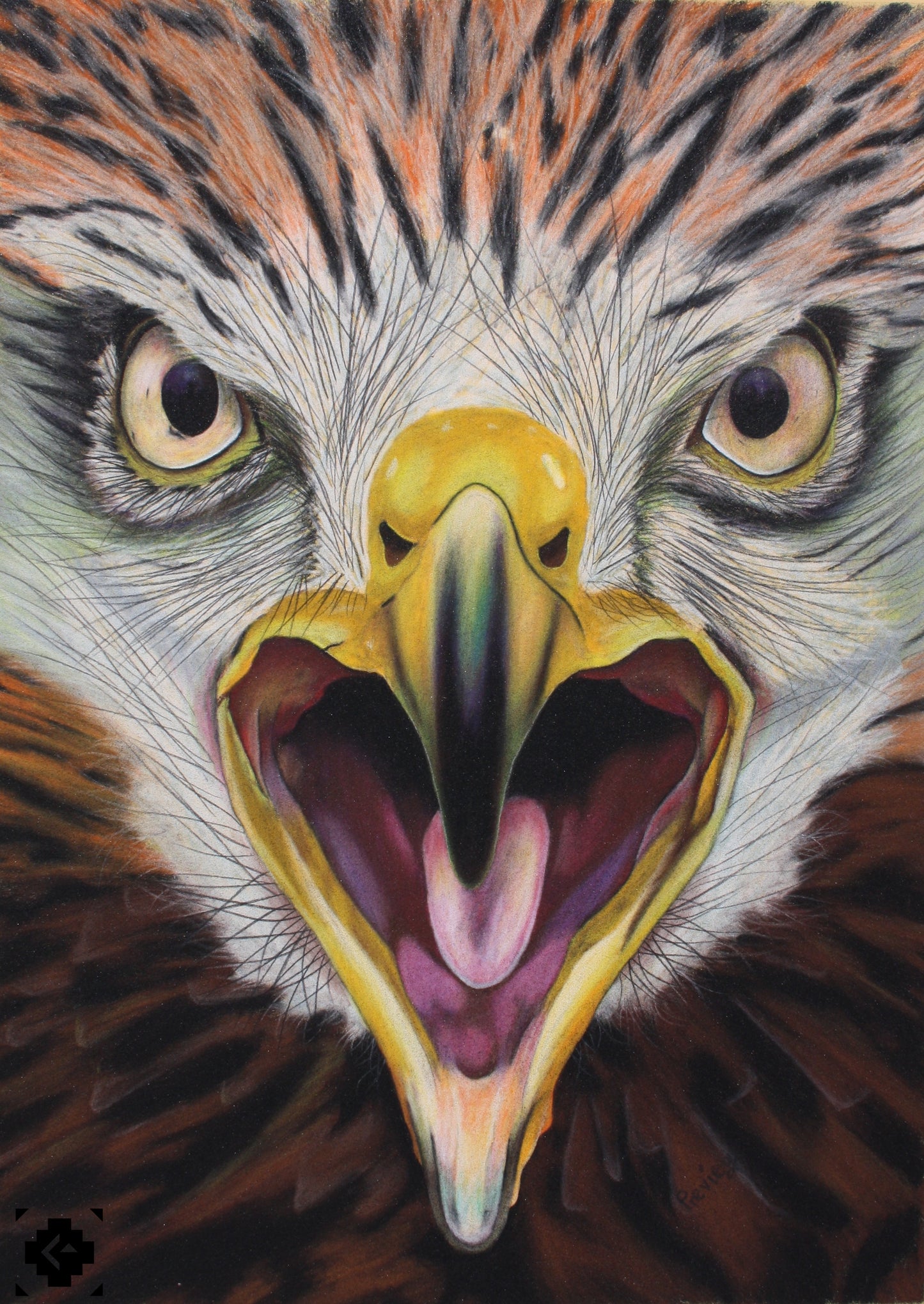 Red Kite