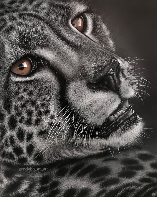 Cheetah