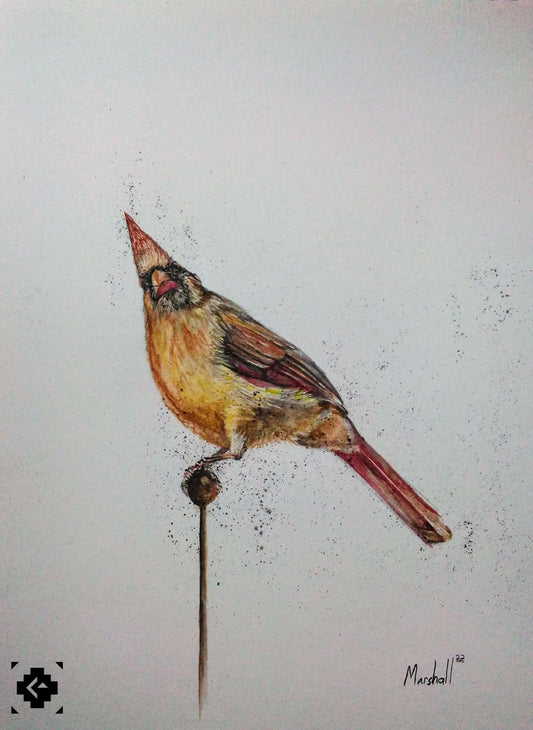 The Robin Bird